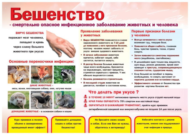 Бешенство животных.